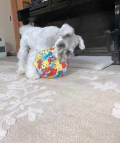 miniature schnauzer