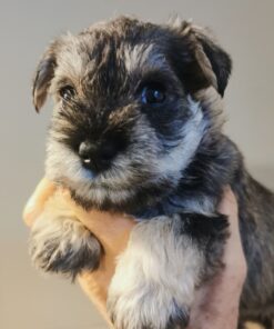 toy schnauzer