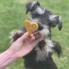 schnauzer rescue