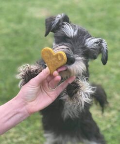 schnauzer rescue