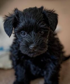 black schnauzer puppy