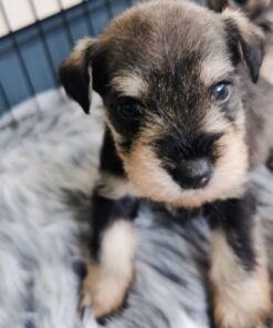 miniature schnauzer puppies near me