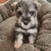 miniature schnauzer puppies for sale cheap