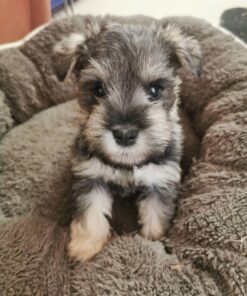 miniature schnauzer puppies for sale cheap