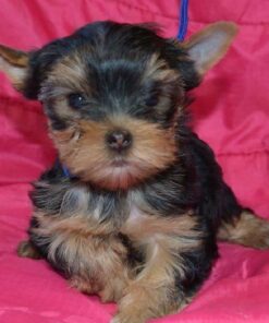 yorkie poo puppies for adoption