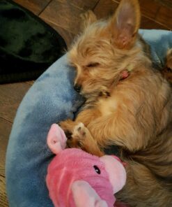 tiny teacup yorkie puppies for sale near me