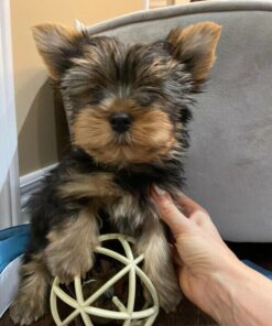 tiny teacup yorkie puppies for sale