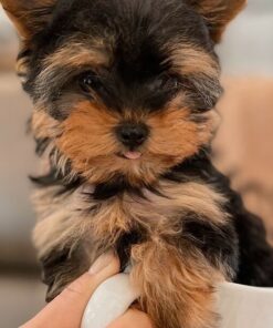 yorkie puppies for sale in texas