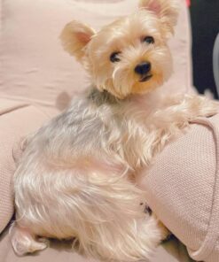 parti yorkie puppies for sale