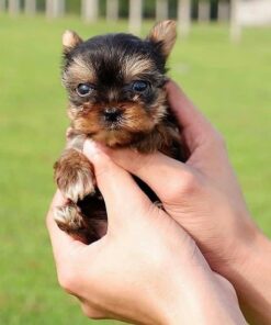 yorkie bichon puppies