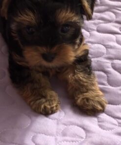 real yorkie puppies for sale