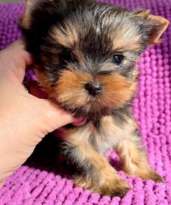 teacup yorkie puppies for sale florida