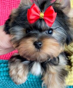 toy yorkie poo puppies for sale