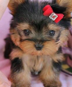 teacup yorkie puppies for sale