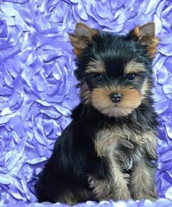 yorkshire terrier pupies