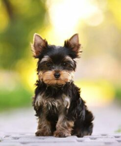 yorkies for sale bay area