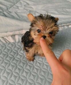 where to buy yorkie poo puppies