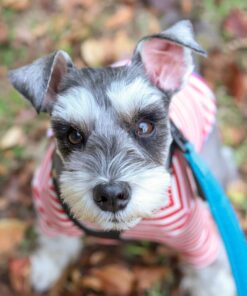 miniature schnauzer puppies for sale cheap