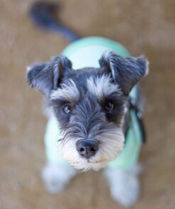 male miniature schnauzer puppies for sale