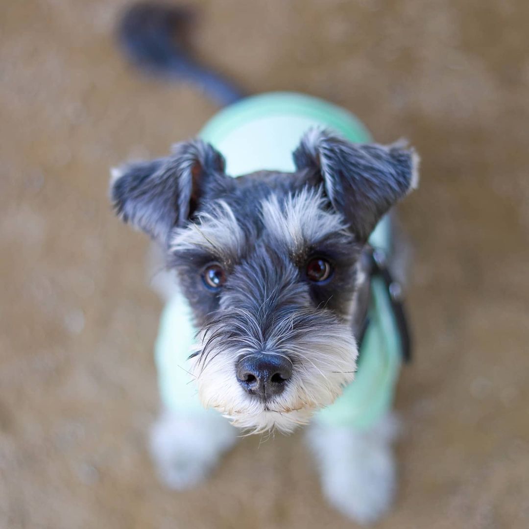 male miniature schnauzer puppies for sale