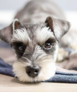 miniature schnauzer for sale