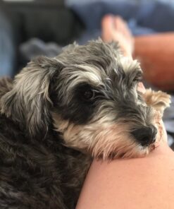 miniature schnauzer puppies for sale texas