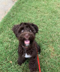 miniature schnauzer puppies for sale $600