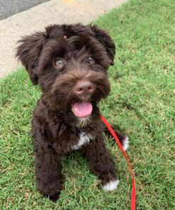 miniature schnauzer puppies for sale $600