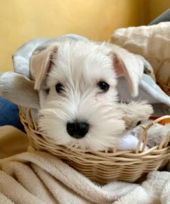 schnauzers for sale in miami