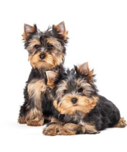 Yorkshire Terrier Puppies