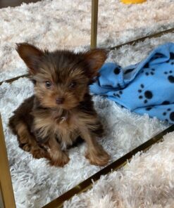 yorkie puppies