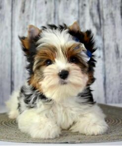 Yorkie poo puppies for sale near me under $500