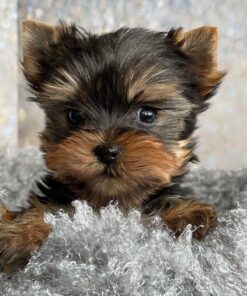 Teacup yorkie for sale up to $400 in Houston