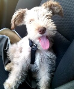 Standard schnauzer puppies for sale near me