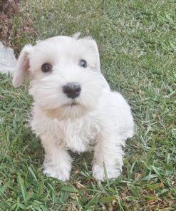 white miniature schnauzer