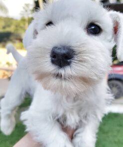 white miniature schnauzer