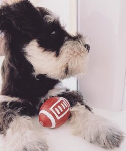 toy schnauzer for sale