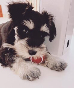 toy schnauzer for sale