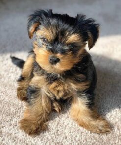 Yorkie puppies for sale in Michigan under $500