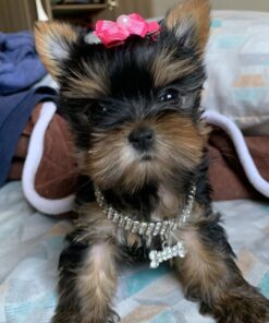 Teacup Yorkie Terrier