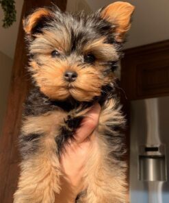 Yorkie puppies price