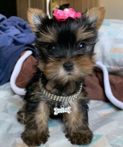 Yorkies for sale under $500 near me