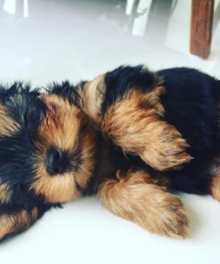 Yorkie puppies for sale in Maryland under $500