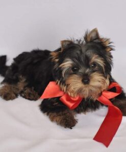 Teacup yorkie price