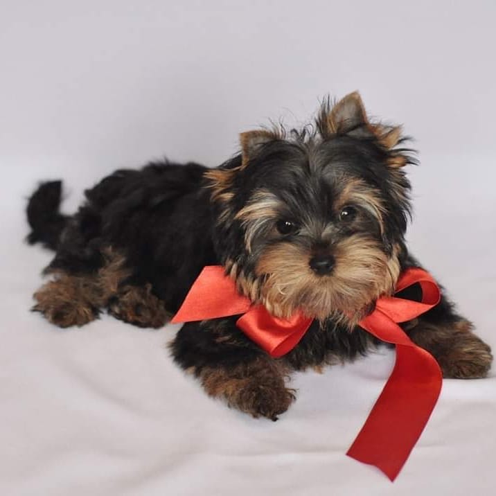 Teacup yorkie price