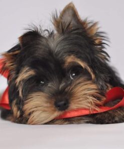 Teacup yorkie price