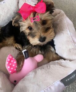 Teacup yorkie for sale up to $400 in Georgia