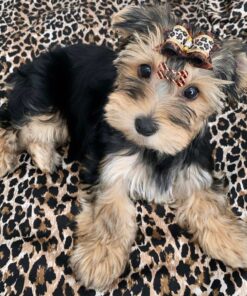 Teacup yorkie for sale up to $400 in Georgia