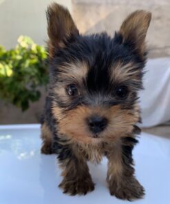 Teacup yorkies near me for sale