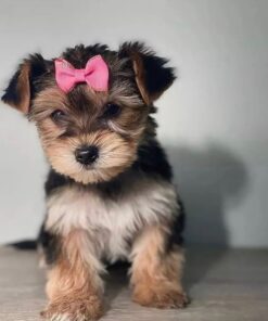 Yorkie puppies for sale in Michigan under $500